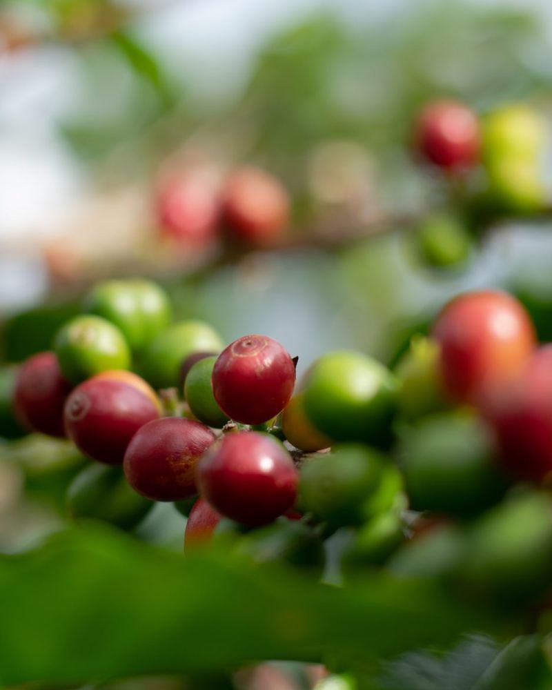 Galho de café com cerejas vermelhas e verdes